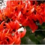 गर्मी की दस्तक के साथ ही प्राकृतिक सौंदर्य में टेसू के फूल लोगों को सहज ही अपनी ओर आकर्षित कर रही है