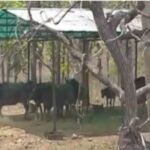 असम के मानस से 4 मादा वन भैसा पहुंचा छत्तीसगढ़ के बारनवापारा  अभ्यारण्य