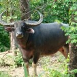 छत्तीसगढ़ लाए गए असम के वन भैसों के लिए इकोलॉजिकल सूटेबिलिटी स्टडी कराई कि नहीं? कराई तो 2 दिन में कैसे हो गई? वन विभाग करे खुलासा