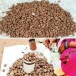 छत्तीसगढ़ के वनांचल में हुई पहली बारिश और उमस के कारण साल वृक्षों के नीचे उगने वाला “बोड़ा  (मशरूम)” बाज़ारों में बिकने पहुंचा