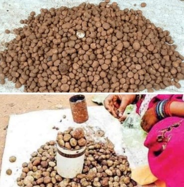 छत्तीसगढ़ के वनांचल में हुई पहली बारिश और उमस के कारण साल वृक्षों के नीचे उगने वाला “बोड़ा  (मशरूम)” बाज़ारों में बिकने पहुंचा