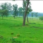 *वन्य प्राणियों के भोजन तथा रहवास सुधार में चारागाह विकास काफी उपयोगी: वन मंत्री श्री अकबर*