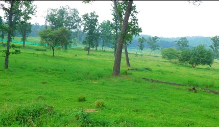 *वन्य प्राणियों के भोजन तथा रहवास सुधार में चारागाह विकास काफी उपयोगी: वन मंत्री श्री अकबर*