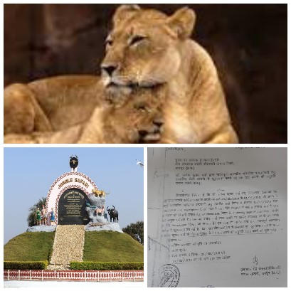 जंगल सफारी रायपुर की सिंहनी “वसुधा” की 4 माह में दो बार डिलीवरी करने और डेली रिपोर्ट में वर्ष 2018 में कूट रचना करने पर दोषी पशु चिकित्सक के विरुद्ध 5 साल बाद भी सचिव वन ने कार्यवाही नहीं की ?