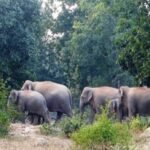 झमाझम बारिश के बीच 41 हाथी पहुंचे नवागढ़ कुछ किसानों की फसलों को पहुंचाया नुकसान गजराजों के मूवमेंट पर वन विभाग की नजर