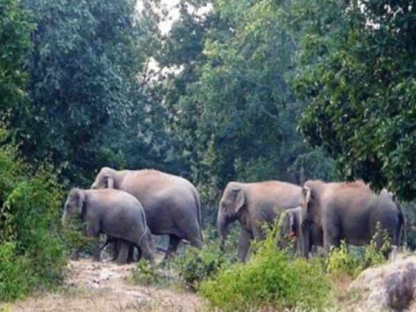 झमाझम बारिश के बीच 41 हाथी पहुंचे नवागढ़ कुछ किसानों की फसलों को पहुंचाया नुकसान गजराजों के मूवमेंट पर वन विभाग की नजर