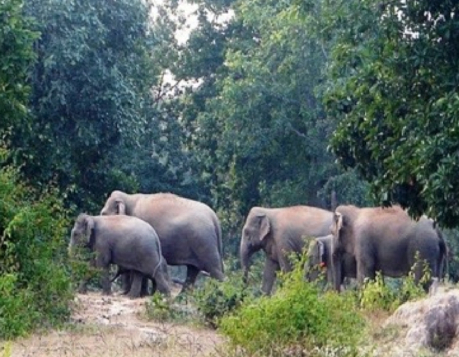 झमाझम बारिश के बीच 41 हाथी पहुंचे नवागढ़ कुछ किसानों की फसलों को पहुंचाया नुकसान गजराजों के मूवमेंट पर वन विभाग की नजर