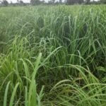 <em>लेमनग्रास अब छत्तीसगढ़ में</em>,<em>800 एकड़ से अधिक रकबा में लेमनग्रास की हो रही खेती</em>