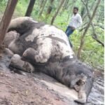 कीचड़ में फंसा हाथी का शावक बचाव से पहले हुई मौत<br>विभाग लगातार कर रहा हाथी दल की निगरानी
