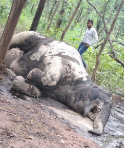 कीचड़ में फंसा हाथी का शावक बचाव से पहले हुई मौतविभाग लगातार कर रहा हाथी दल की निगरानी