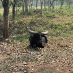 करोडों खर्च करने के बाद बचा एक राजकीय वन भैंसा, वो भी अंधा और बूढा: बाकी सब निकले हाइब्रिड, जू अथॉरिटी ने कहा काम के नहीं खाना देना बंद किया तो 20 हाइब्रिड में से 18 बाड़ा तोड़कर जंगल भागे, बचे दो में एक अंधा और एक बीमार