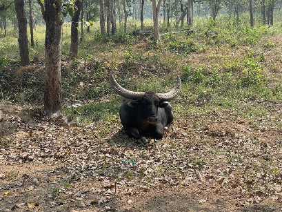 करोडों खर्च करने के बाद बचा एक राजकीय वन भैंसा, वो भी अंधा और बूढा: बाकी सब निकले हाइब्रिड, जू अथॉरिटी ने कहा काम के नहीं खाना देना बंद किया तो 20 हाइब्रिड में से 18 बाड़ा तोड़कर जंगल भागे, बचे दो में एक अंधा और एक बीमार