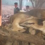 जंगल सफारी:17 चोसिंगा की मौत, जाँच में हुआ खुलासा बिना पोस्टमार्टम किये चोसिंगो को जलाया बाद में बैक डेट में पोस्टमार्टम रिपोर्ट, अभी भी अधिकारी पुराने ढर्रे पर काम कर रहे हैं क्या वन मंत्री ध्यान देंगे ?
