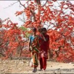जंगलों में गर्मी की दस्तक के साथ ही&nbsp; प्राकृतिक सौंदर्य में टेसू के फूल लोगों को सहज ही अपनी ओर आकर्षित कर रहा है