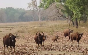 ब्रेकिंग न्यूज:कानन पेंडारी जू बिलासपुर से जामनगर जू को तीन गौर देने पर वन्यजीव प्रेमी ने जताई आपत्ति