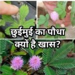 बेहद ही शर्मीले और नाजुक पौधे “छुईमुई”