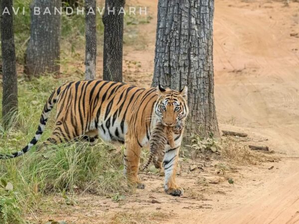 बाघों का अवैध शिकार रोकने छत्तीसगढ पड़ोसी राज्यों से समन्वय समूह बना निगरानी की जाएगी : सीसीएफ दुग्गा