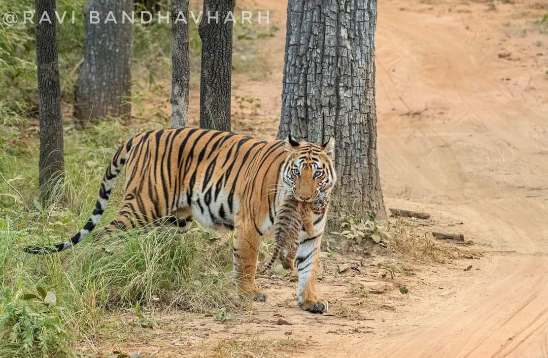 बाघों का अवैध शिकार रोकने छत्तीसगढ पड़ोसी राज्यों से समन्वय समूह बना निगरानी की जाएगी : सीसीएफ दुग्गा