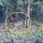 अचानकमार टाइगर रिजर्व : शाम की सफारी में पर्यटकों को दिखा “टाइगर” पर्यटक एकाएक चीख उठे अरे दिखा रे दिखा टाइगर! देखें वीडियो…