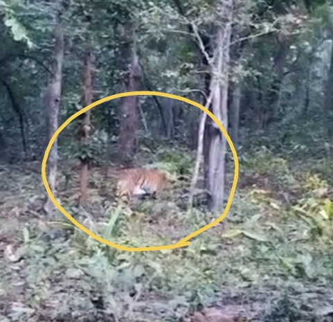 अचानकमार टाइगर रिजर्व : शाम की सफारी में पर्यटकों को दिखा “टाइगर” पर्यटक एकाएक चीख उठे अरे दिखा रे दिखा टाइगर! देखें वीडियो…