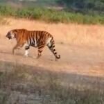 ब्रेकिंग न्यूज: मरवाही वन मंडल के परासी क्षेत्र में बाघ को विचरण करते हुए ग्रामीणों ने देखा, वन विभाग अलर्ट मोड पर