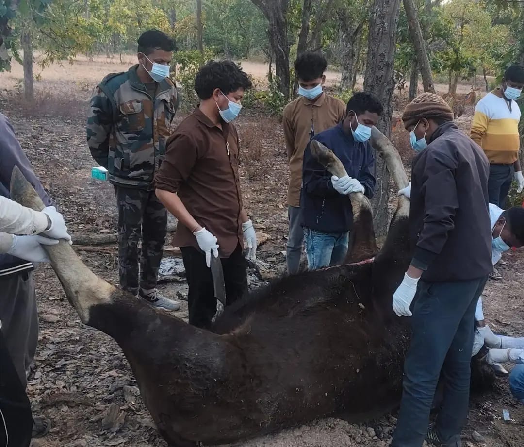 बारनवापारा अभ्यारण के बायसन की गुरु घासीदास नेशनल पार्क में मौत की जिम्मेदारी कौन लेगा? भारत सरकार को ट्रांसलोकेशन की अनुमति निरस्त करने लिखा वन्यजीव प्रेमी ने पत्र