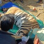ब्रेकिंग न्यूज़: एटीआर – मरवाही के आस पास कुछ दिनों से विचरण कर रही बाघिन को  अमरकंटक में  किया गया सफल रेस्क्यू   संजय टाइगर रिजर्व सीधी भेजी गई