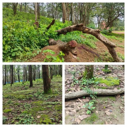 अमरकंटक में घटते जंगलों का साया  अवैध कटाई से मौसम में बदलाव, पर्यावरणविदों ने जताई चिंता
