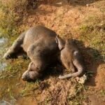 तालाब में डूबने से शावक हाथी की मौत, वन विभाग सतर्क प्रारंभिक जांच में पानी में फिसलकर मौत की