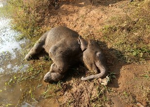 तालाब में डूबने से शावक हाथी की मौत, वन विभाग सतर्क प्रारंभिक जांच में पानी में फिसलकर मौत की