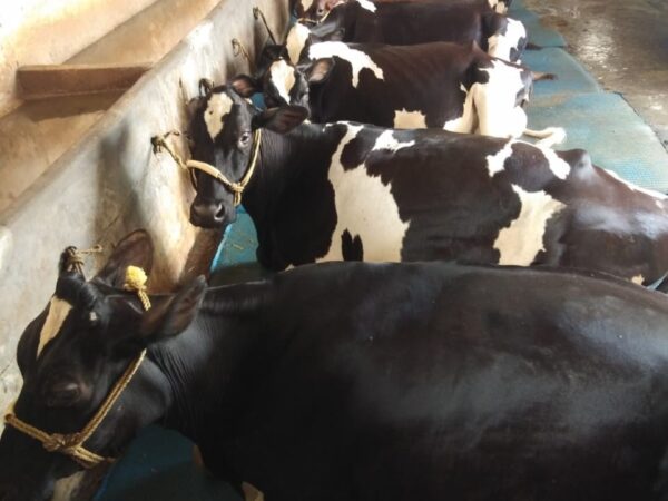 गोकुल नगर एवं सम्पूर्ण बिलासपुर शहर में एफ.एम.डी. (FMD) नियंत्रण हेतु पशु आवागमन एवं क्रय-विक्रय पर अस्थायी प्रतिबंध लगाई जाए