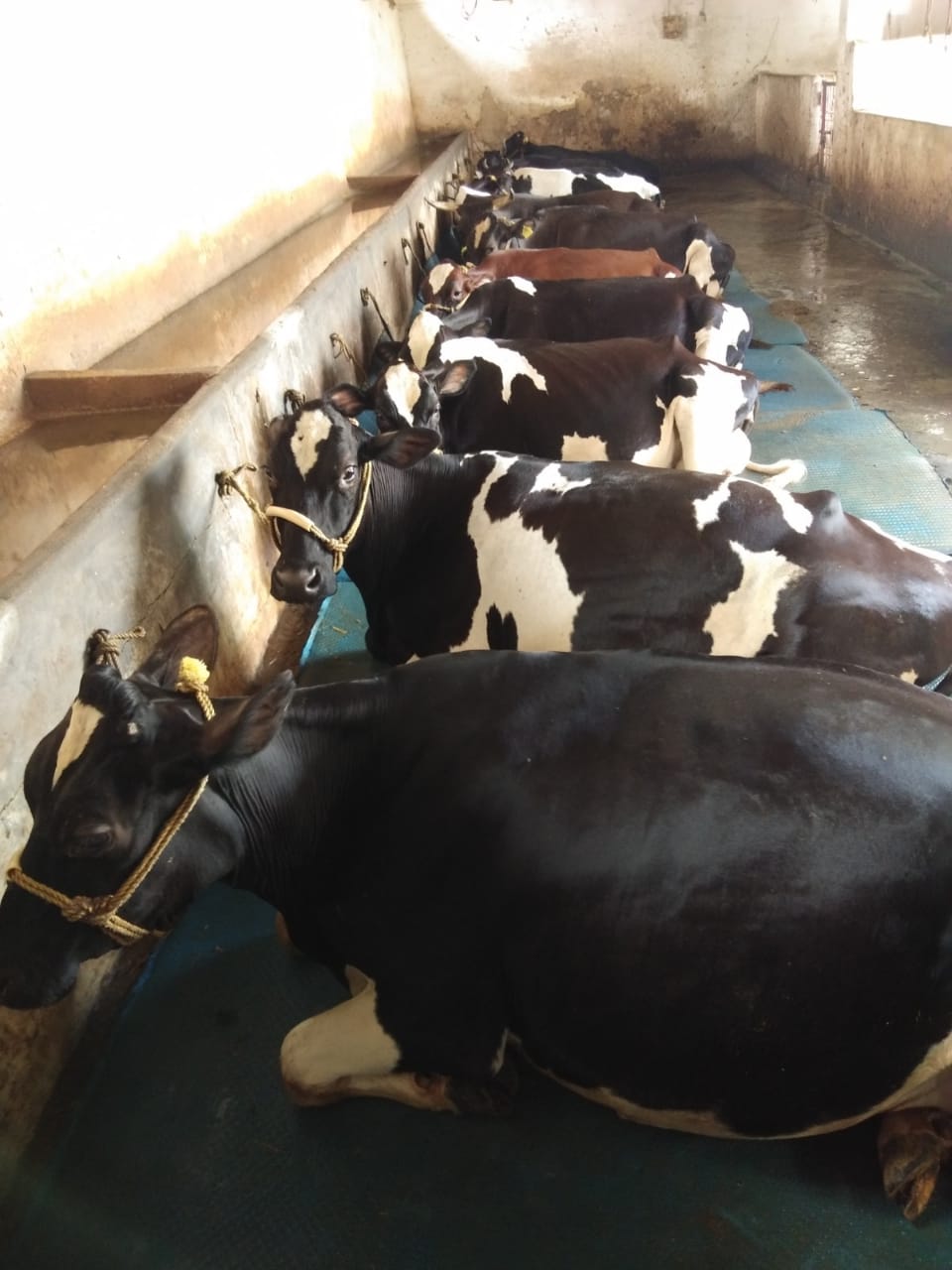 गोकुल नगर एवं सम्पूर्ण बिलासपुर शहर में एफ.एम.डी. (FMD) नियंत्रण हेतु पशु आवागमन एवं क्रय-विक्रय पर अस्थायी प्रतिबंध लगाई जाए