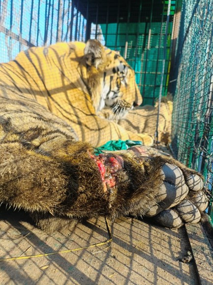 सुर्खियाँ बटोरने के लिए बाघों का आयात करने को तैयार वन विभाग, परंतु अपने ही स्वस्थ बाघ को छोड़ना भूला ??