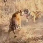 ब्रेकिंग न्यूज: अचानकमार टाइगर रिजर्व में दो टाइगरों के बीच झगड़ा हुआ जिसमें एक की हुई मौत