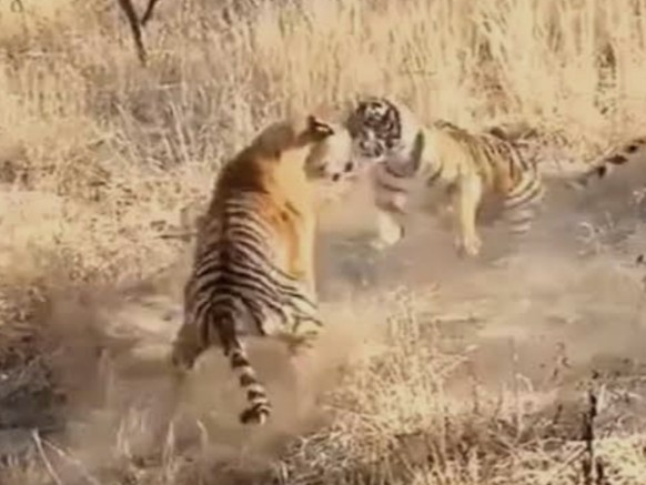 ब्रेकिंग न्यूज: अचानकमार टाइगर रिजर्व में दो टाइगरों के बीच झगड़ा हुआ जिसमें एक की हुई मौत