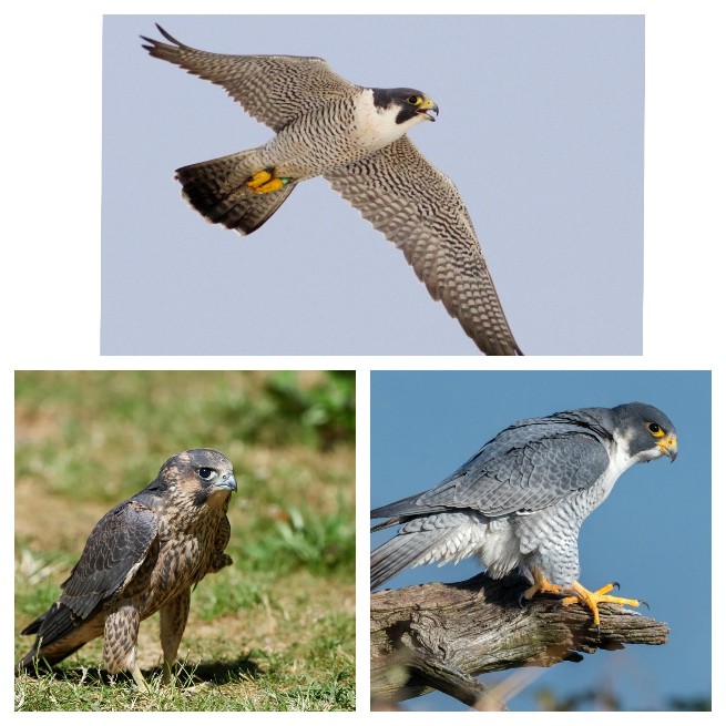 *उदंती-सीतानदी में दिखा दुनिया का सबसे तेज़ उड़ने वाला पक्षी पेरेग्रीन फाल्कन*  *आसमान का चीता कहा जाने वाला पक्षी पेरेग्रीन फाल्कन दिखा उदंती-सीतानदी टाइगर रिजर्व में*