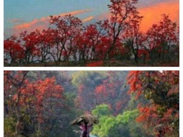 जंगलों में गर्मी की दस्तक के साथ ही  प्राकृतिक सौंदर्य में टेसू के फूल लोगों को सहज ही अपनी ओर आकर्षित कर रहा है