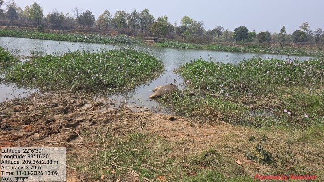 रायगढ़ बना हाथी शावकों का मौत का गढ़