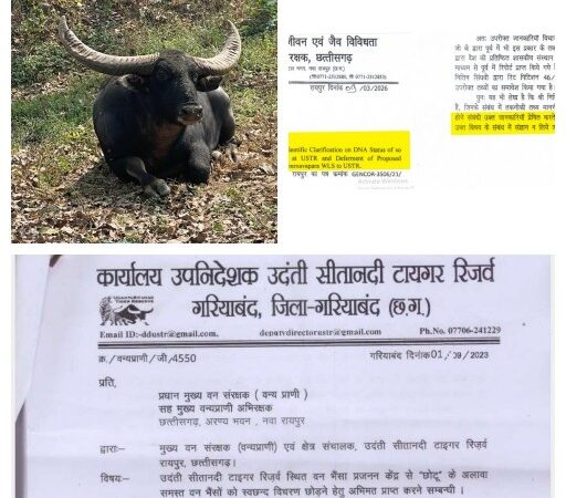 उदन्ती सीतानदी टाइगर रिजर्व के अंतिम बचे वन भैंसे छोटू की शुद्धता जांच की मांग पर प्रधान मुख्य वन संरक्षक (वन्यप्राणी) ने अपर मुख्य सचिव (वन) को लिखा भविष्य में सिंघवी के पत्रों का संज्ञान न ले। सिंघवी ने इसे लोकतंत्र में उनकी आवाज दबाने की कोशिश बताया