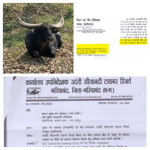 उदन्ती सीतानदी टाइगर रिजर्व के अंतिम बचे वन भैंसे छोटू की शुद्धता जांच की मांग पर प्रधान मुख्य वन संरक्षक (वन्यप्राणी) ने अपर मुख्य सचिव (वन) को लिखा भविष्य में सिंघवी के पत्रों का संज्ञान न ले। सिंघवी ने इसे लोकतंत्र में उनकी आवाज दबाने की कोशिश बताया