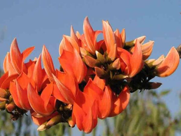 सफलता की कहानी*  *पलाश फूल से बढ़ती आजीविका और समृद्धि*कटघोरा वनमण्डल में पलाश फूल का संग्रहण लगातार बढ़ रहा है*