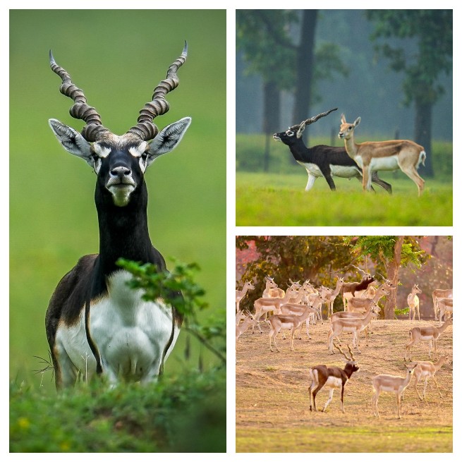 छत्तीसगढ़ का बरनवापारा अभयारण्य बना विलुप्ति के कगार पर पहुंचे काले हिरणों के पुनर्जीवन का मजबूत उदाहरण*  *स्थानीय विलुप्ति से लेकर लगभग 200 की संख्या तक पहुँचे काले हिरण : ‘मन की बात’ में मिली राष्ट्रीय पहचान*