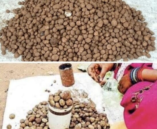 पहली बारिश के साथ लजीज सरई पुटू अथवा बोड़ा की धमक छत्तीसगढ़ के बाज़ार में,बिलासपुर में बेलगहना वनांचल से पहुंच रहा  सीजन में अकेले बस्तर के लोग 5 से 7 लाख रु.की बोड़ा चट कर जाते है