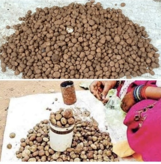 पहली बारिश के साथ लजीज सरई पुटू अथवा बोड़ा की धमक छत्तीसगढ़ के बाज़ार में,बिलासपुर में बेलगहना वनांचल से पहुंच रहा  सीजन में अकेले बस्तर के लोग 5 से 7 लाख रु.की बोड़ा चट कर जाते है