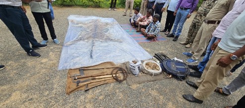 सूरजपुर वन विभाग ने बाघ की खाल की तस्करी करते हुए तीन लोगों को पकड़ा
